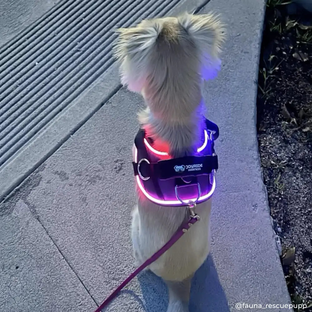 Illuminate Your Dog's Adventures with the Joyride Harness 2.0 - LED Light-Up No-Pull Design, USB Rechargeable, and 13 Customizable Name Tags Included