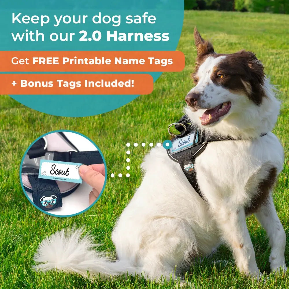 Illuminate Your Dog's Adventures with the Joyride Harness 2.0 - LED Light-Up No-Pull Design, USB Rechargeable, and 13 Customizable Name Tags Included