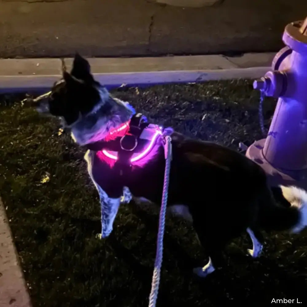 Illuminate Your Dog's Adventures with the Joyride Harness 2.0 - LED Light-Up No-Pull Design, USB Rechargeable, and 13 Customizable Name Tags Included