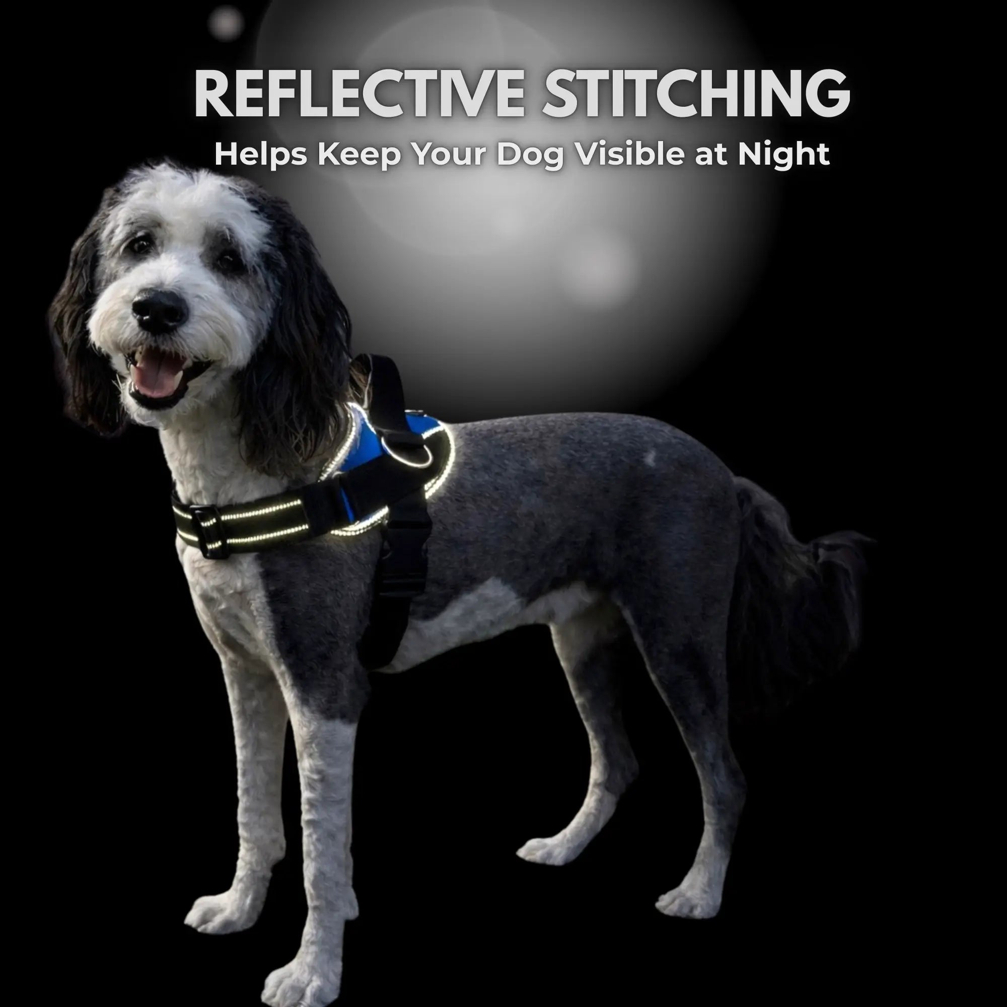Shawnco Essential Dog Harness - Reflective, Adjustable & Padded Vest with 3 Leash Clips for Comfortable Walks and Training (Fits Small to Large Dogs)